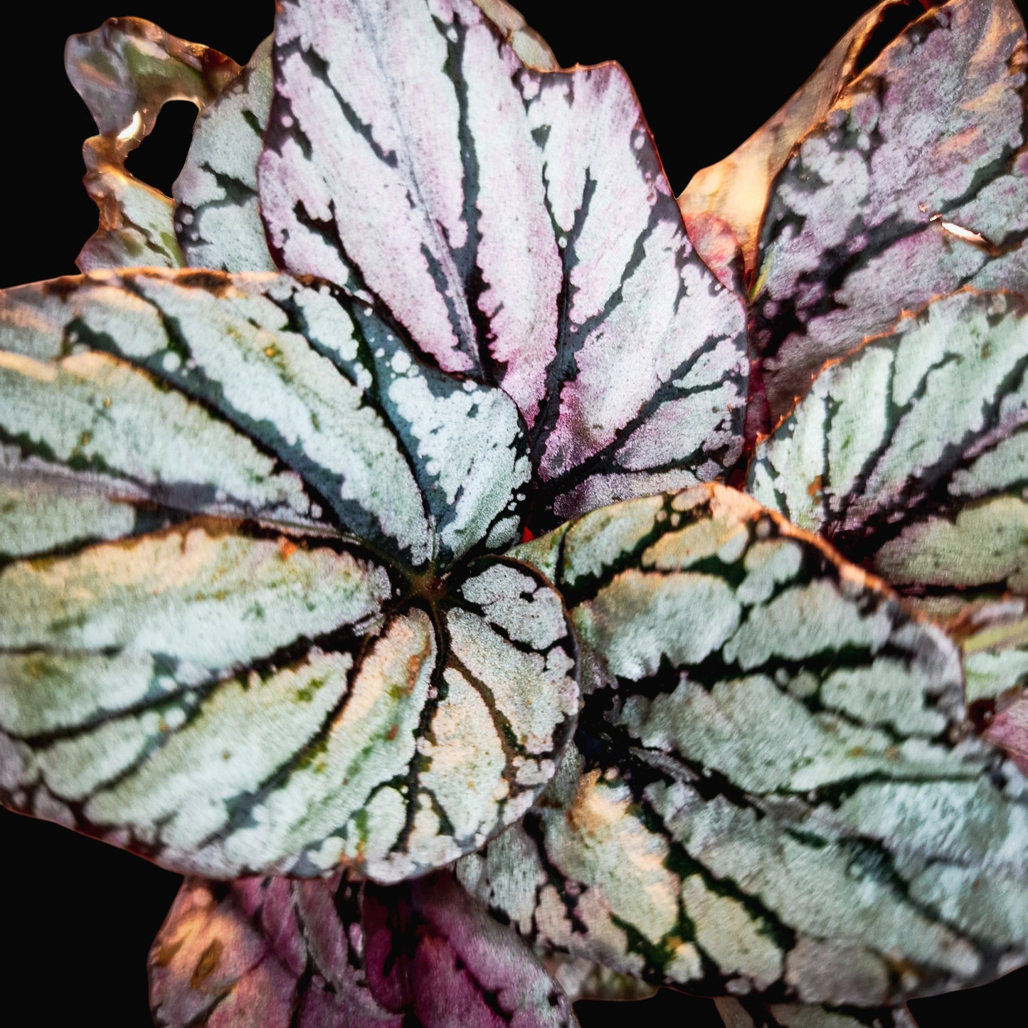 Begonia Beleaf 'Arctic Breeze'