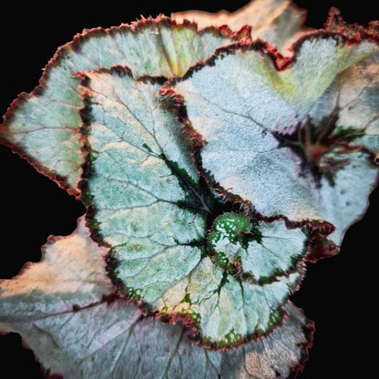 Begonia 'Princess of Hanover'