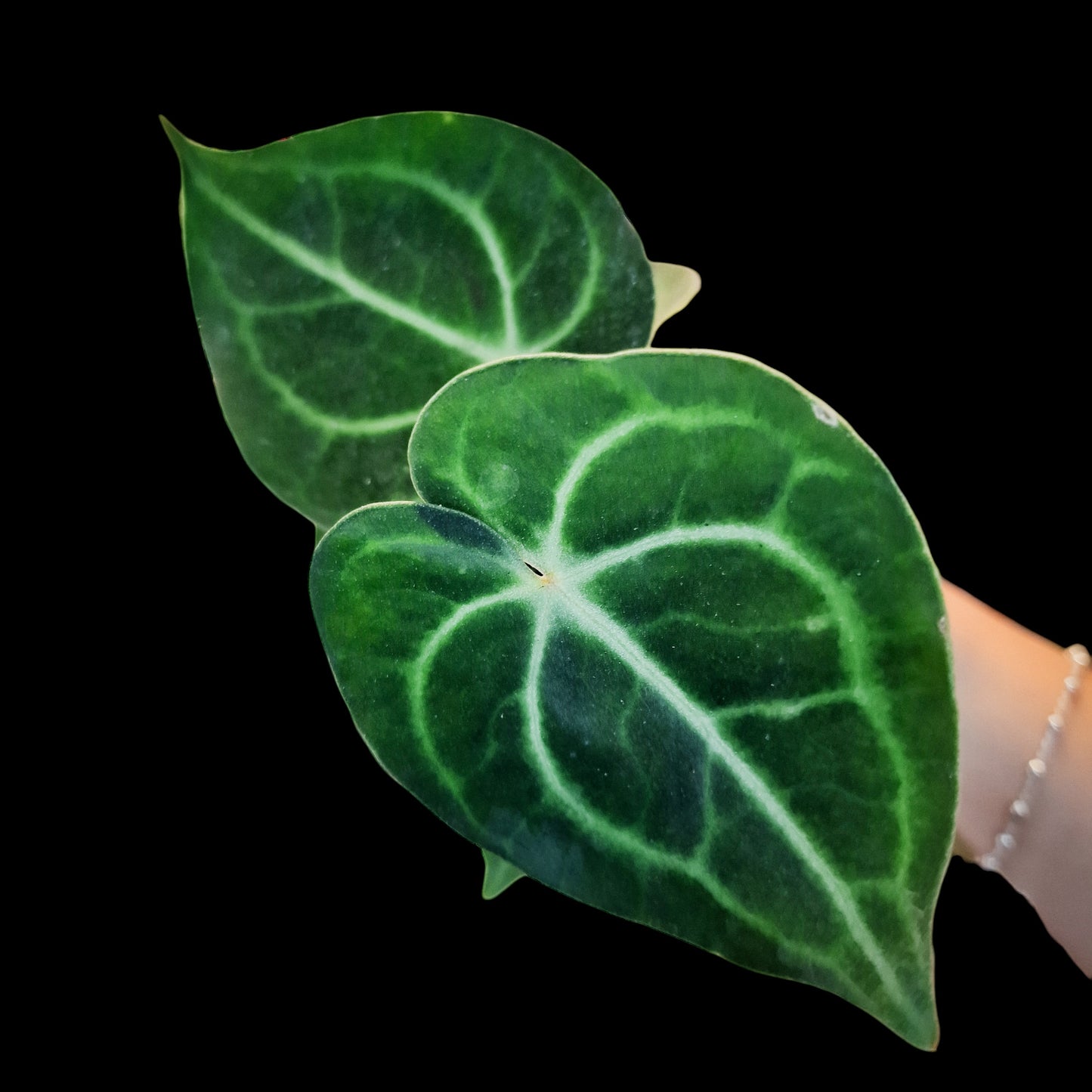 Anthurium clarinervium