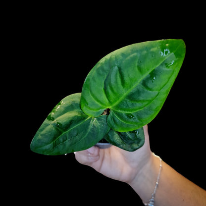 Anthurium villenaorum