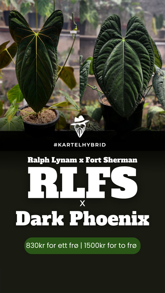 Frø: RLFS x Dark Phoenix