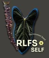 Frø: RLFS x Self