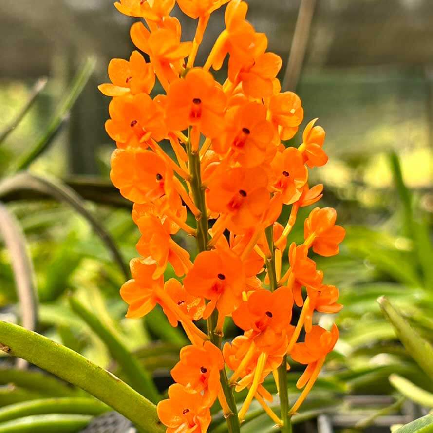 Vanda miniata