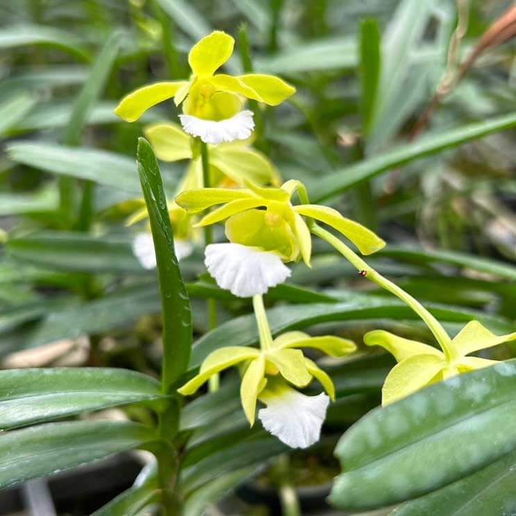 Christensonia vietnamica