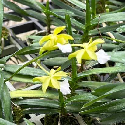 Christensonia vietnamica