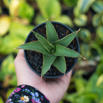 Sansevieria 51 x boncel