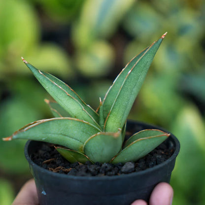 Sansevieria 51 x boncel