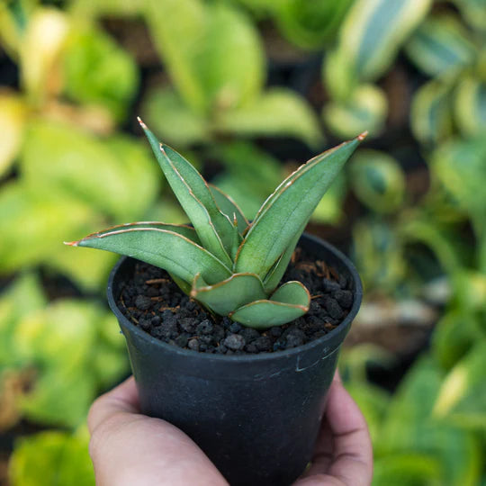 Sansevieria 51 x boncel