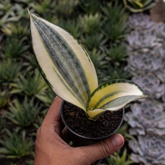 Sansevieria Asahi