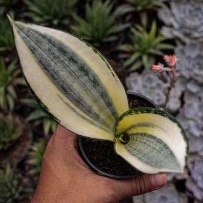 Sansevieria Asahi