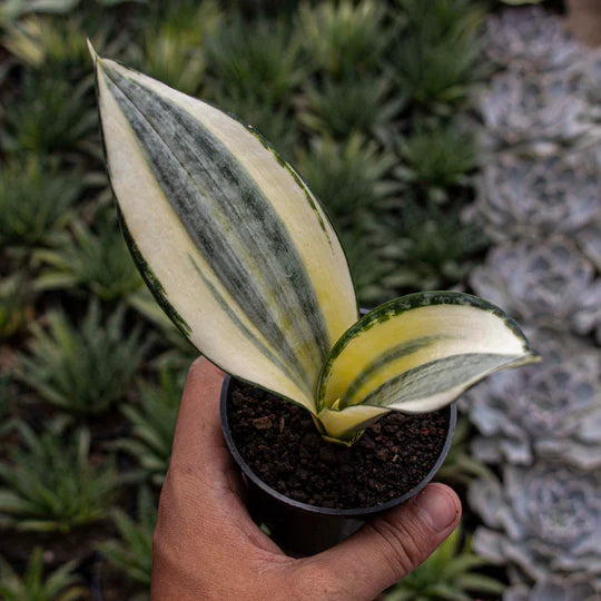 Sansevieria Asahi