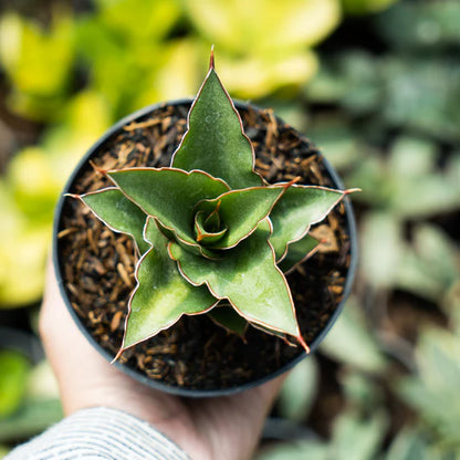 Sansevieria Aya