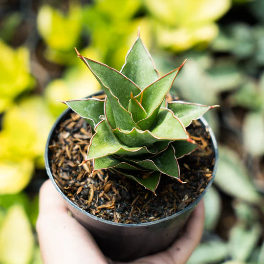 Sansevieria Aya