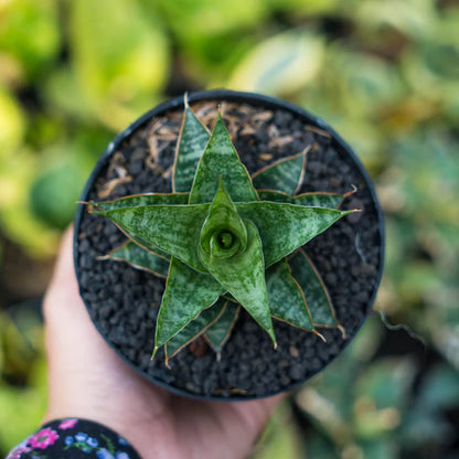 Sansevieria Bagas