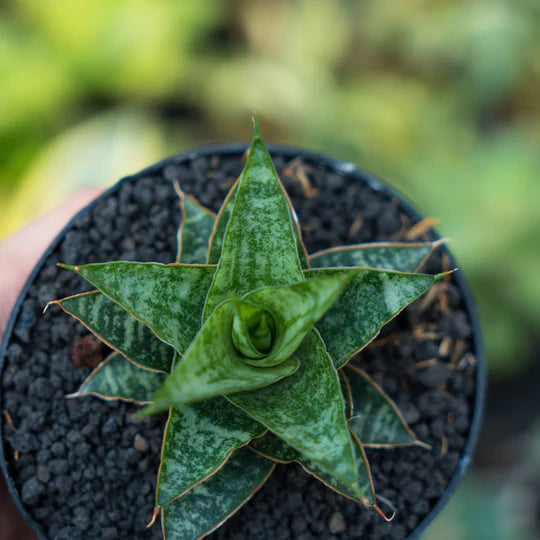 Sansevieria Bagas