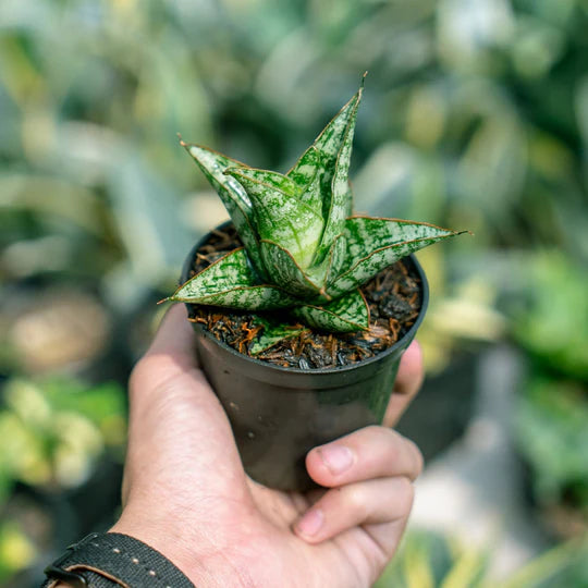 Sansevieria Balaraja