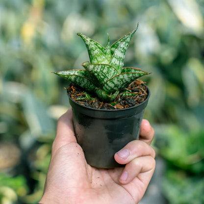 Sansevieria Balaraja