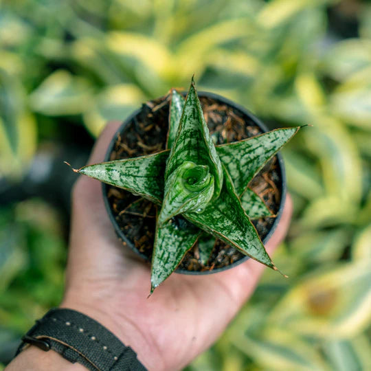 Sansevieria Balaraja