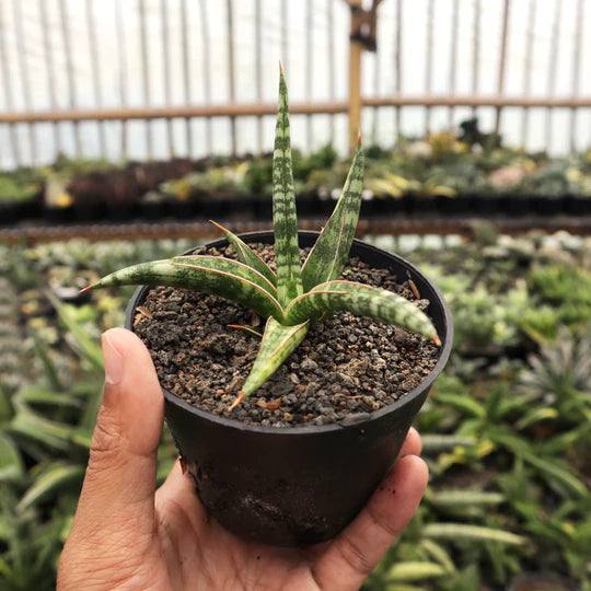 Sansevieria Ballyi mini variegated