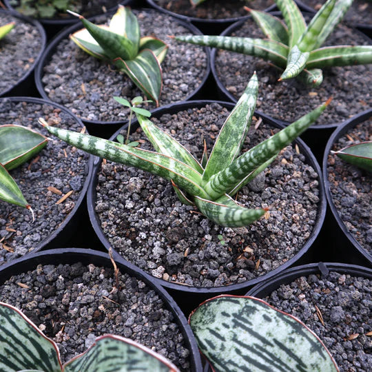 Sansevieria Ballyi mini variegated