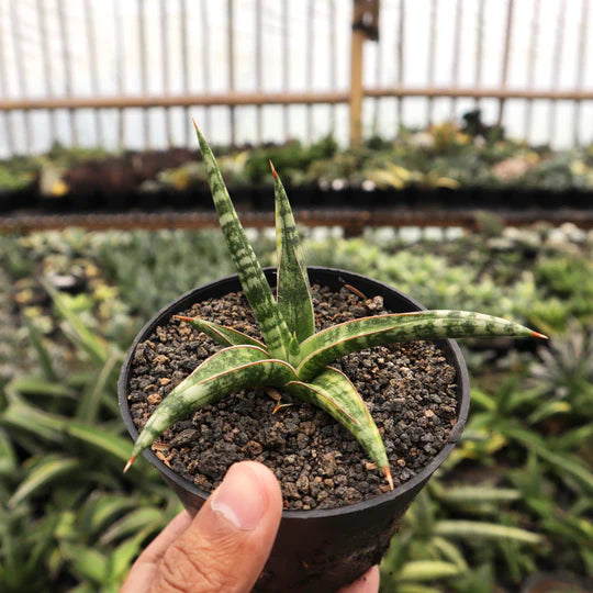 Sansevieria Ballyi mini variegated