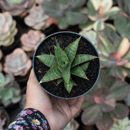 Sansevieria Balyii x Koko