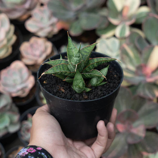 Sansevieria Balyii x Koko