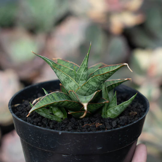 Sansevieria Balyii x Koko