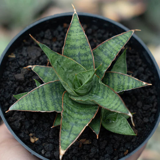 Sansevieria Balyii x Koko