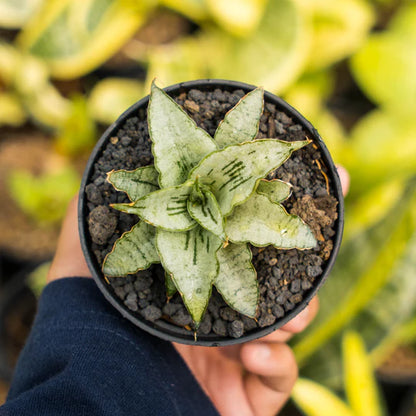 Sansevieria Bianca