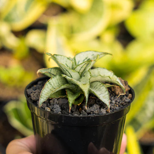 Sansevieria Bianca