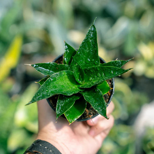 Sansevieria Black Malandy