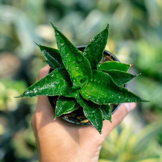 Sansevieria Black Malandy