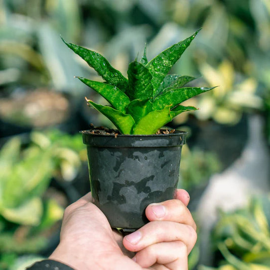 Sansevieria Black Malandy