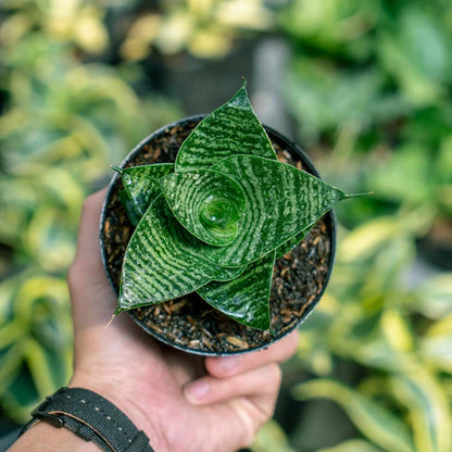 Sansevieria Black Mamba