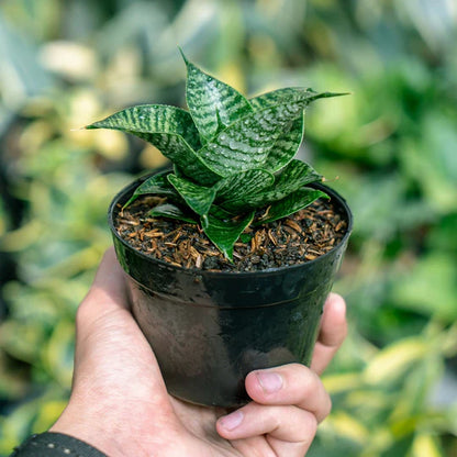 Sansevieria Black Mamba