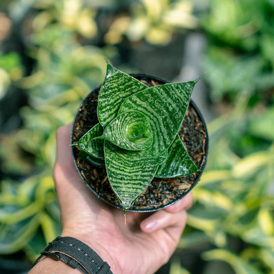 Sansevieria Black Mamba