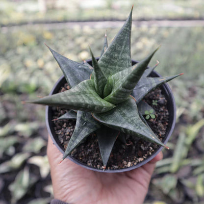 Sansevieria Blorong Hybrid