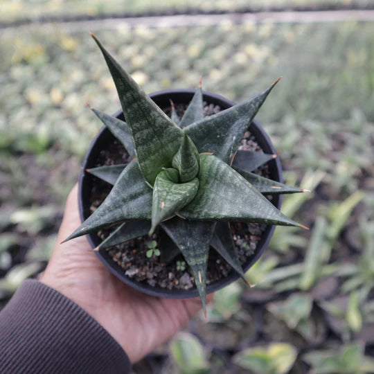 Sansevieria Blorong Hybrid