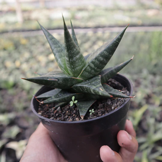 Sansevieria Blorong Hybrid