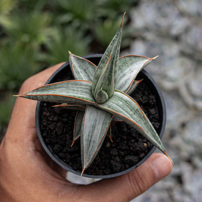 Sansevieria Blue Clone Variegated White