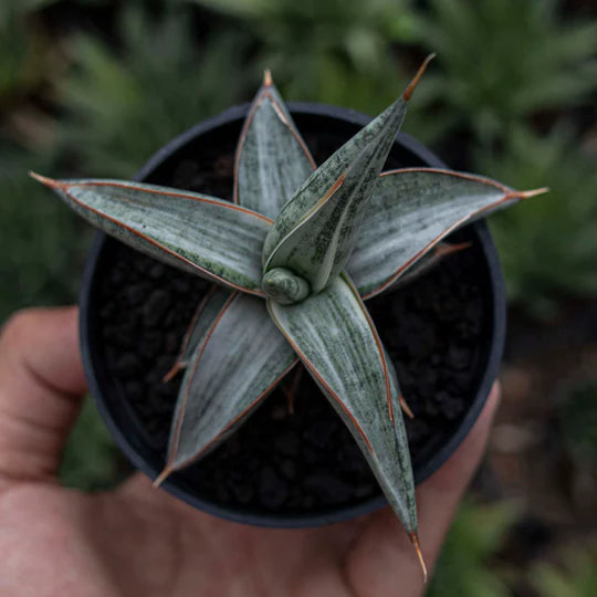 Sansevieria Blue Clone Variegated White