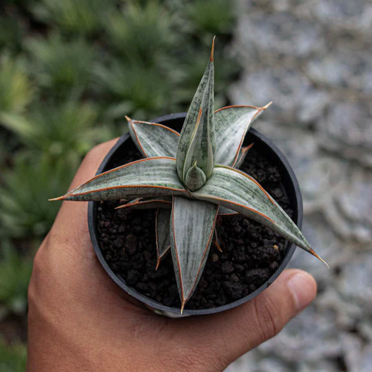 Sansevieria Blue Clone Variegated White