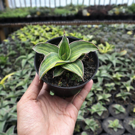 Sansevieria Blue Leaf