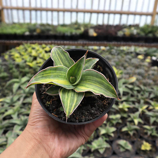 Sansevieria Blue Leaf