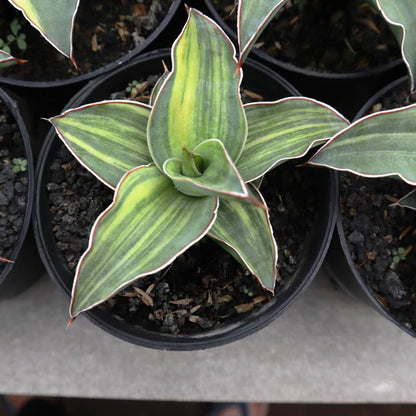 Sansevieria Blue Leaf