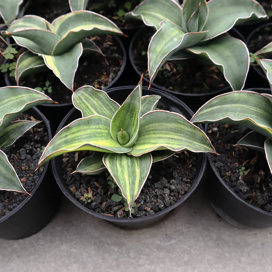 Sansevieria Blue Leaf