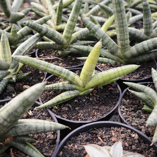 Sansevieria Boncellensis Variegated