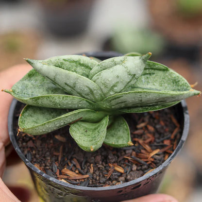 Sansevieria Bonji