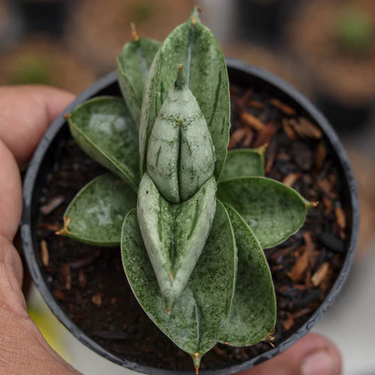 Sansevieria Bonji